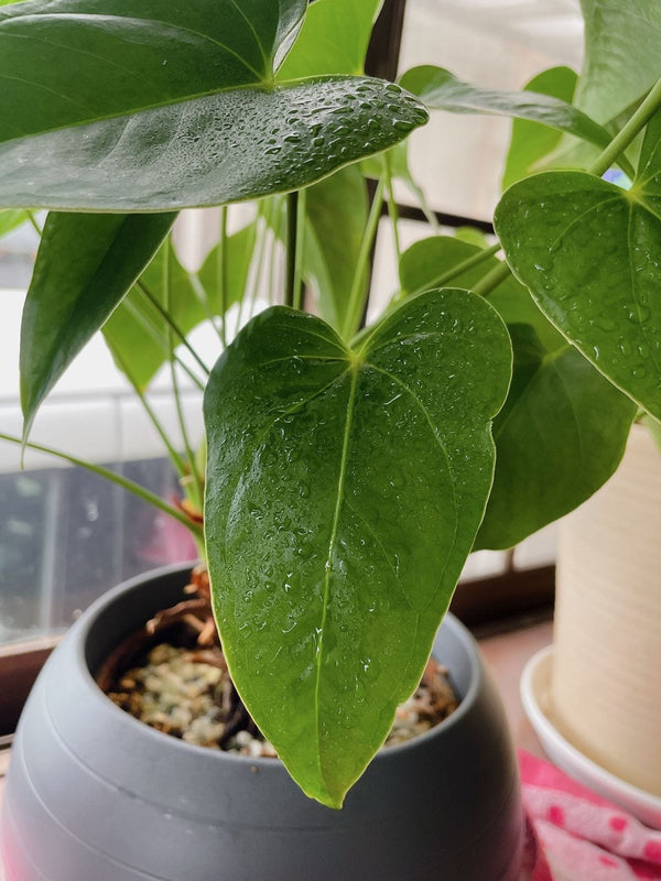 Customer photo of High-pressure micro spray